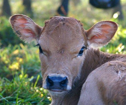 baby Jersey calf