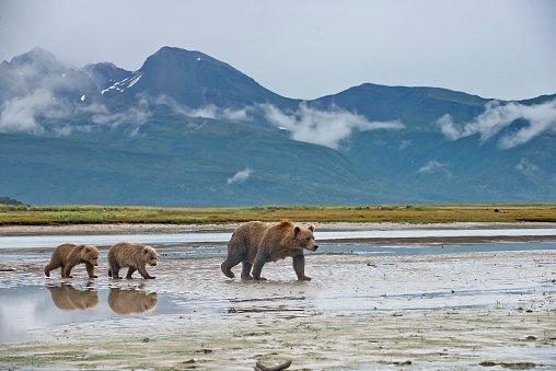 Alaska wildlife..