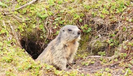 Ailing House Pest Management - Ground Squirrel Management- Carmel, Pebble Beach, Pacific Grove, Monterey, and surrounding areas.