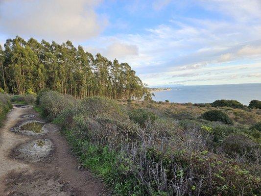 Eucalyptus Grove at beginning of the trail