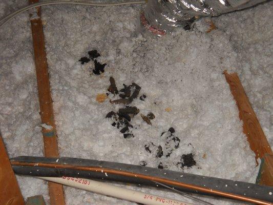 Droppings in attic