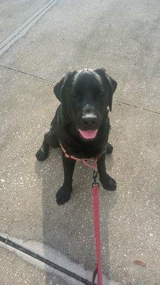 Lucky, a one-year-old Labrador Retriever, I had the pleasure of walking for a month, while his owners were out of the country.