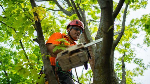 Ryan Lawn & Tree is your #1 choice for tree trimming, tree removal, and stump grinding in the Wichita area.