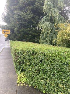 Hedges