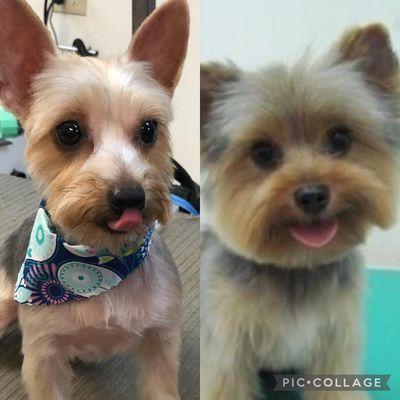 Jelly Bean & Full Coated Yorkie