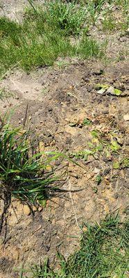 Again, had no permission to be on my property. Footprints on freshly planted ajuga ground cover.