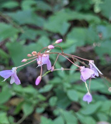 Oak Mountain State Park