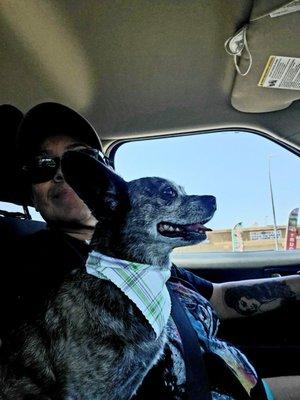 A happy pup from VIP Grooming in Santee.