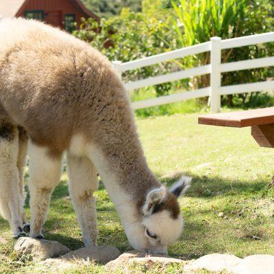 Baby alpaca