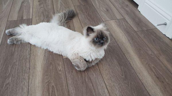 Male Blue Point Himalayan just after custom shave selection