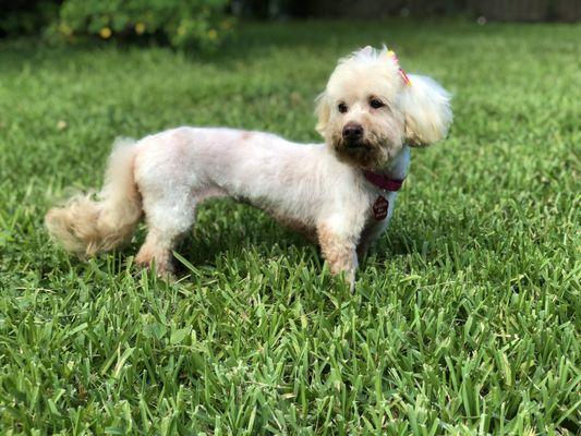 Chelsea-Maire enjoying the weather after her first groom in awhile.