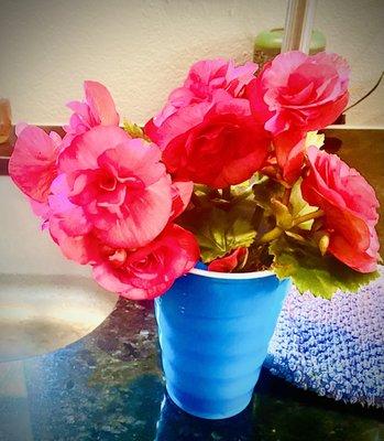 Blooms from my Begonias!