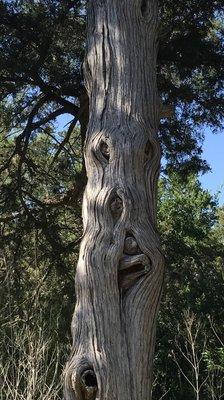 Cool tree