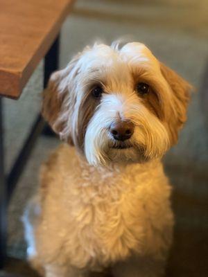 Braidie, 7-year old SwissRidge Golden Doodle Bright and Beautiful Therapy Dog/Public Access Dog