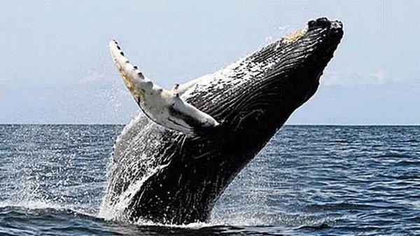 Whale watching in Kona with Hawaii Adventure Tours