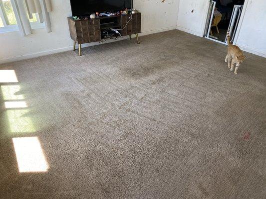 Carpet after