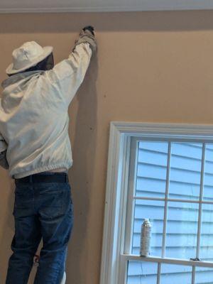 Steve, owner of LI Exterminating reaching into wall to remove yellow jacket nest