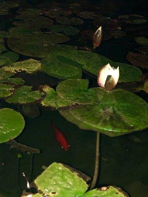 Our goldfish enjoying the evening with us.