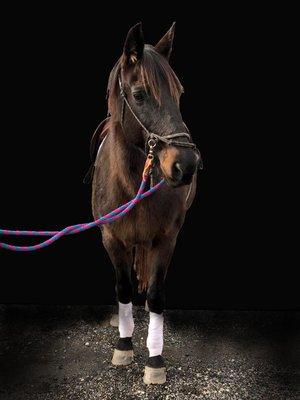 Shae, a rescued horse trained by TTL for therapeutic riding