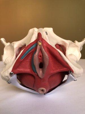 Our pelvic floor model!