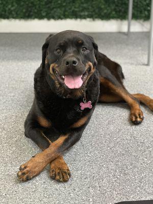 Lola working hard to keep your home in tip top shape!