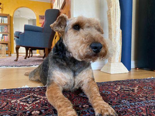 Louie the Welsh Terrier