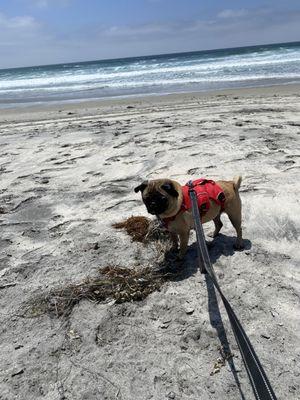 Gracie calmly at the beach! Soo happy!