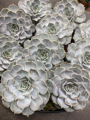 Succulents make the perfect gift that lasts a lifetime. These easy to care for plants are gorgeous and can warm up any space.