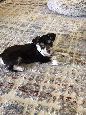 Our puppy after grooming. Handsome!