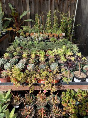 Capitol Wholesale Nursery