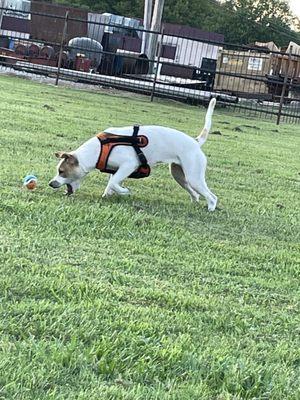 Puppy playing ball by herself