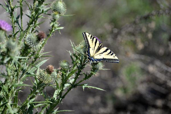 Swallowtail Butterfly on the trail !