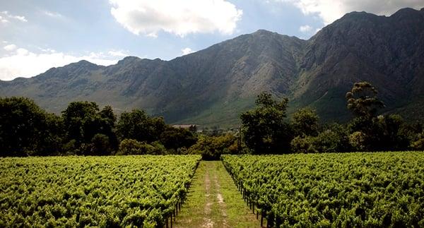 Cape Town Winelands - South Africa