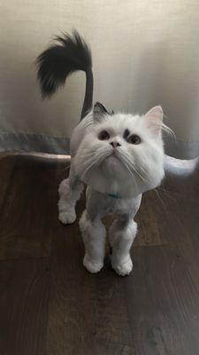 Lion cut on Moomoo