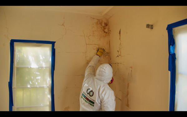 Go Green Restoration inc - Mold Remediation