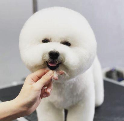 Best Pet Groomer in Diamond Bar, CA 91765