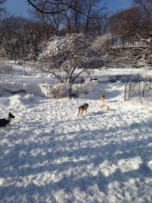 Fort Tyron winter in the dog run.