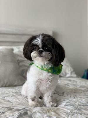 Full Dog Groom (Includes Haircut)