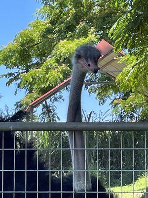 Had fun hand-feeding the ostriches!