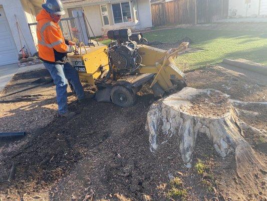 Stump grinding