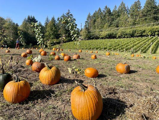 Bainbridge Island/Suyematsu Farms