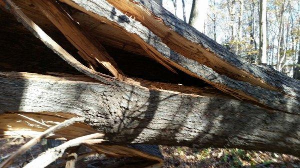 Out on A Limb Tree Service