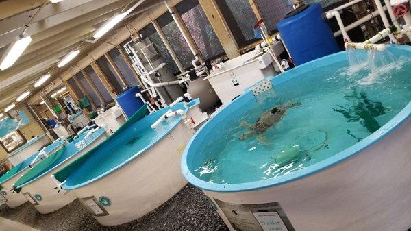 These turtles have received medical care, and will be returning to the ocean soon.