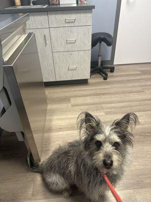 Mad terrier:at the vet again after eating a dead rabbit.