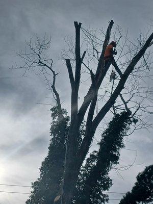 Tree removal