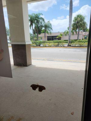 Butterfly on store window outside Firehouse Subs, W. Sample Rd., Margate.