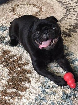 Michigan Pug Rescue