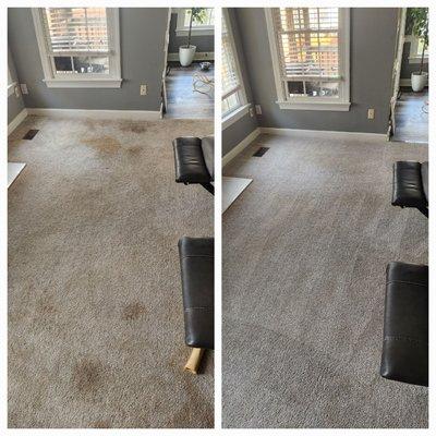 Before and after. Dog stains. Carpet Cleaning Services in Raleigh.