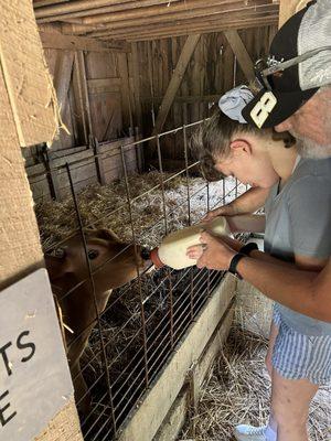 Giving milk to a calf.