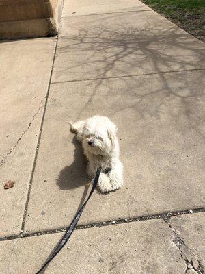 Pal just soaking up some sun on a beautiful day in Ravenswood Manor.